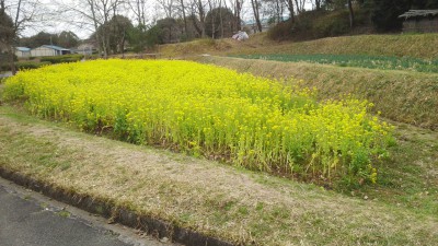 菜の花